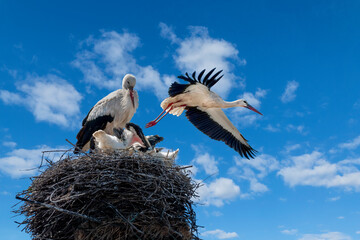 Storks family in the nest. Ciconia ciconia.