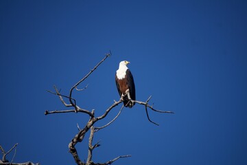 Eagles at Chobe National Park, Notswana
