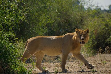 Naklejka na ściany i meble Lion hunting at Chobe National Park, Botswana
