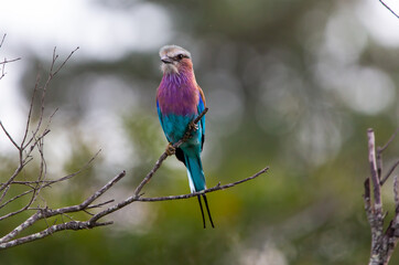 lilac breasted roller on a branch