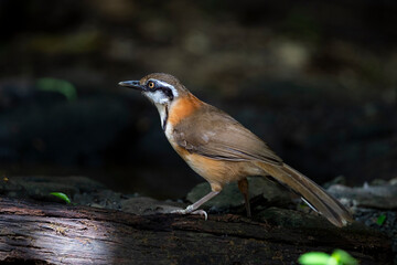 Lesser - necklaced Laughingthrush