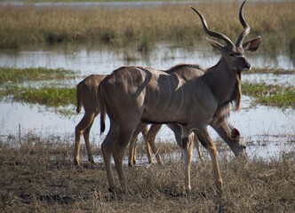 Antelope at Chobe river shore, Botswana