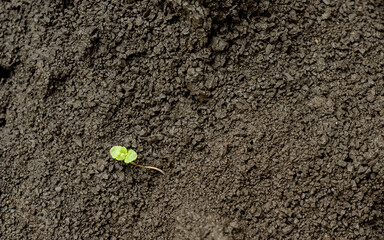green plant in a ground with copy space