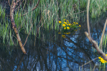 
Marsh Marigold, Caltha Palustris blooming in wet woodland. Wild yellow spring flowers growing in stream in forest.