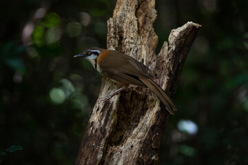 Lesser - necklaced Laughingthrush