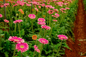 Beautiful and colorful gerbera flowers growing inside of greenhouse. African daisies cultivated in a big glasshouse. Close up, copy space.