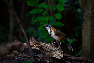 Lesser - necklaced Laughingthrush