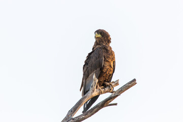 bird of prey