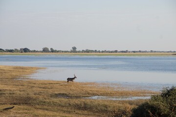 Fototapeta na wymiar Antelope at Chobe river shore, Botswana