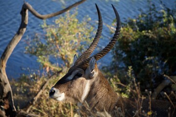 Antelope at Chobe river shore, Botswana