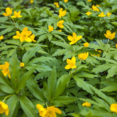 Natural background of yellow anemones (Anemonoides ranunculoides) in the forest