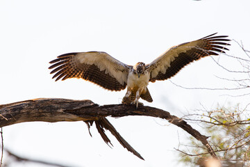 eagle in flight