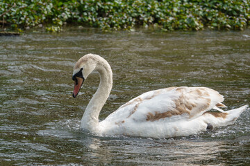 Beautiful cygnet afloat on the river Avon in Wiltshire