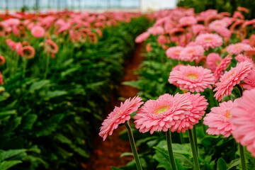 Beautiful and colorful gerbera flowers growing inside of greenhouse. African daisies cultivated in...