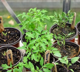 Seedlings/plants ready to be planted