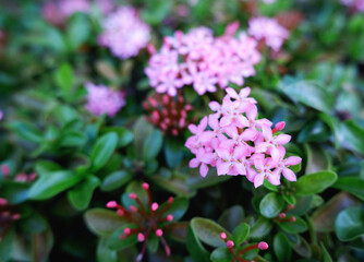 Pink Ixora blooming in the morning