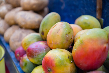Close-up of colorful fruit stand with Keitt mangoes and jicamas