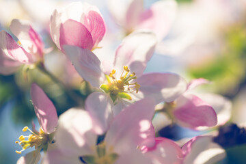 Obraz na płótnie Canvas Apple blossoms over blurred nature background. Spring flowers. Spring Background.