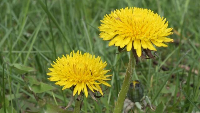 spring young yellow dandelions on a green meadow