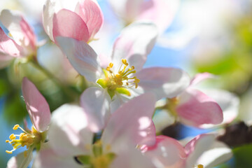 Obraz premium Apple blossoms over blurred nature background. Spring flowers. Spring Background.