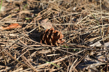 Pine cone macro picture on the ground in the forest. Nature  macro background