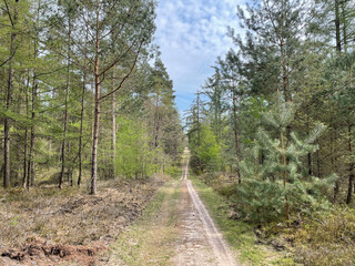 Obraz premium Mountainbike path through the forest of hoge veluwe national park
