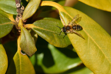 Sandbienen Männchen beim Sonnenbad im Frühjahr