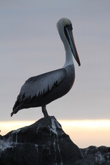 pelican on the beach