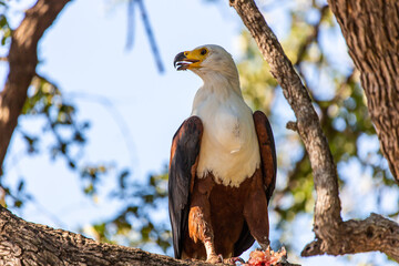 African Fish-eagle eating in a tree
