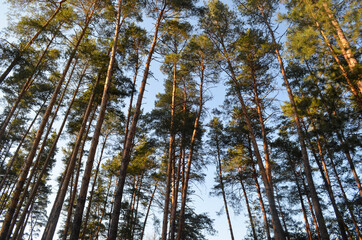 Pine tree forest against blue sky background. Tree tops of pines, beautiful nature. 