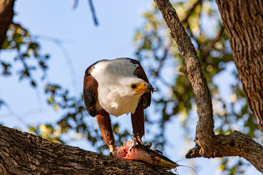 African Fish-eagle eating in a tree
