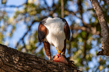 African Fish-eagle eating in a tree