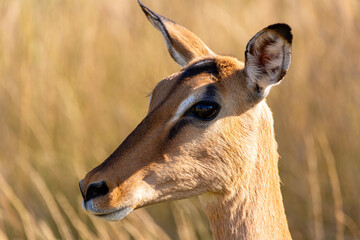 impala antelope portrait
