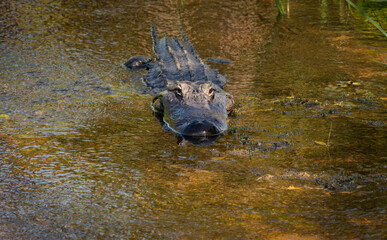 American alligator basking in marsh at Orlando wetlands in Christmas Florida near Cape Canaveral.
