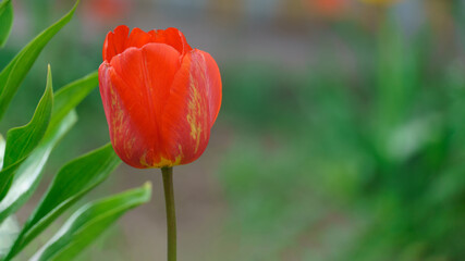 Obraz premium red tulip on green blurred background, with copy space.