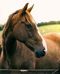 Obraz premium Warm light horse