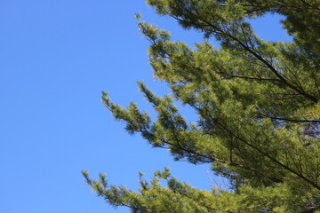 Pine Tree Branches Against a Blue Sky
