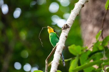 Long - tailed Broadbill