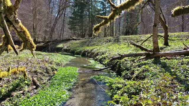 Fr&uuml;hlingserwachen im Wald - Kamerafahrt
