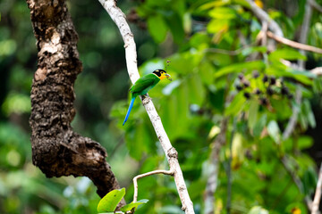 Long - tailed Broadbill