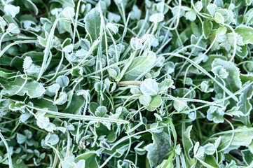 green grass with morning hoarfrost in garden, frozen grass with frost on meadow at sunrise. textured pattern of natural background. top view