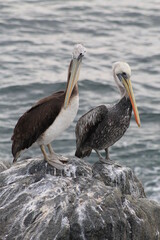 pelicans on the beach