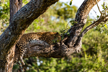 leopard resting on tree
