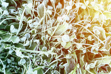 green grass with morning hoarfrost in garden, frozen grass with frost on meadow at sunrise. textured pattern of natural background. top view. flare