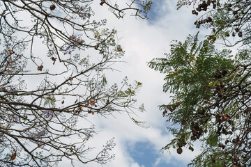 Cielo con nubes y farola con hojas de arbol