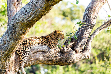 leopard resting on the tree
