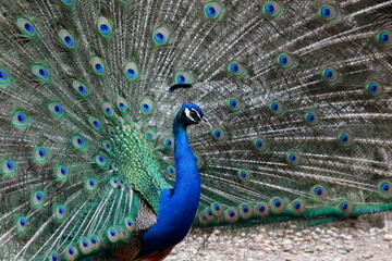 Obraz premium Beautiful peacock. Indian or blue peacock. Bird belonging to the Phasianidae family. Male peacock specimen with beautiful bright colors.