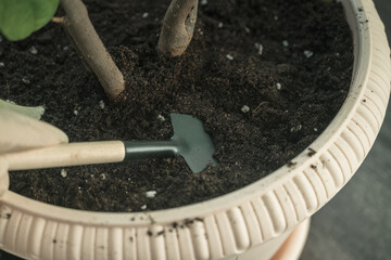 using trowel for houseplant