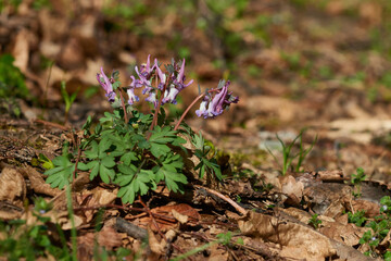 Hohler Lerchensporn im Frühjahr im Wald