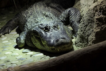 American alligator in terrarium in zoo
